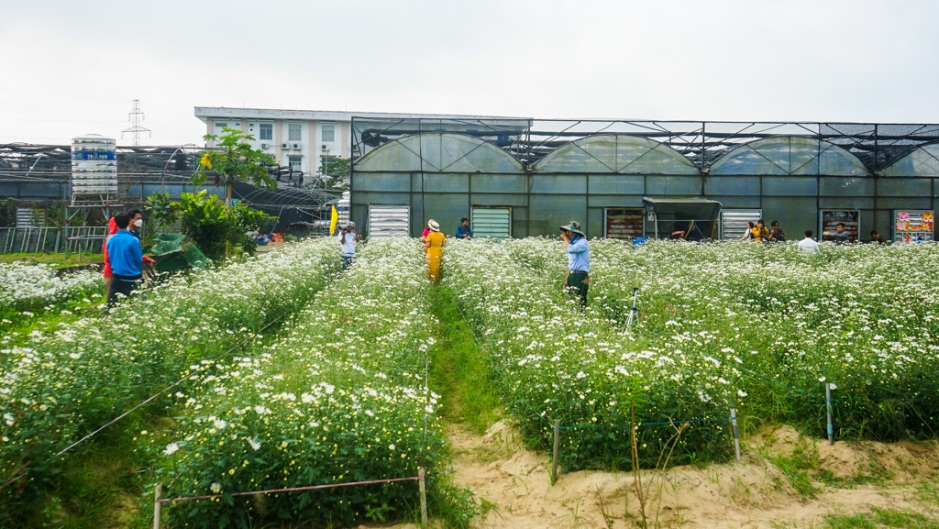 Đà Nẵng: Vườn cúc họa mi trái mùa thu hút người dân, du khách - 1