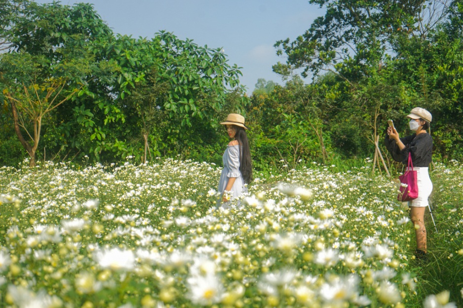 Đà Nẵng: Vườn cúc họa mi trái mùa thu hút người dân, du khách - 5