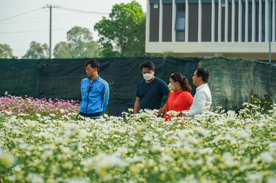 Đà Nẵng: Vườn cúc họa mi trái mùa thu hút người dân, du khách - 6