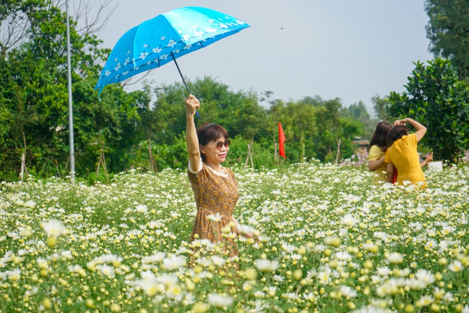Đà Nẵng: Vườn cúc họa mi trái mùa thu hút người dân, du khách - 7
