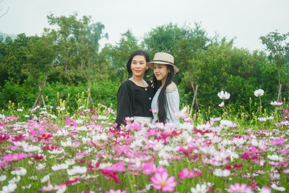 Đà Nẵng: Vườn cúc họa mi trái mùa thu hút người dân, du khách - 9