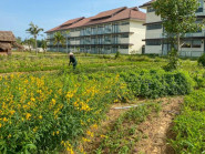 Đến resort trải nghiệm trồng rau, nuôi gà