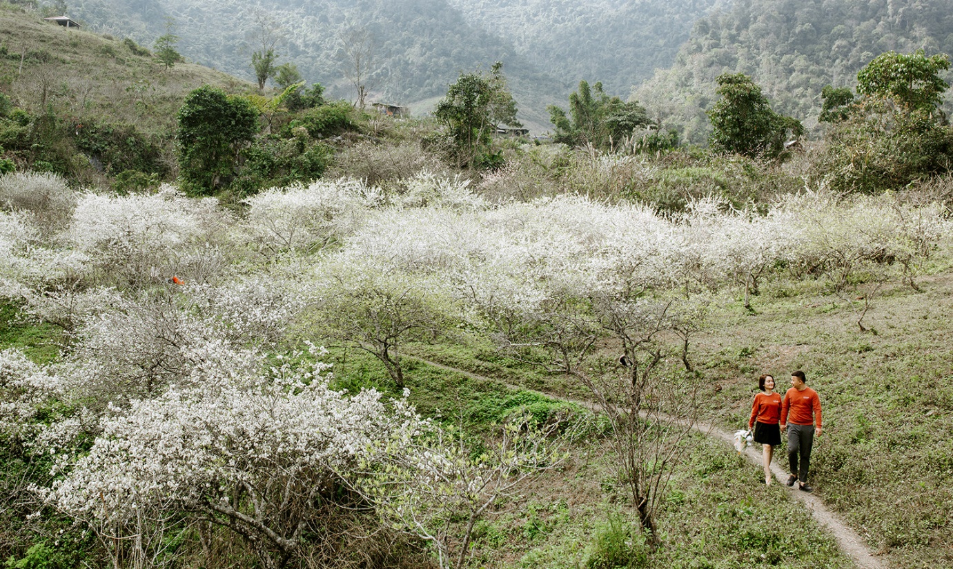 Mùa hoa mận nở trắng cổng trời Mường Lống, cảnh đẹp như 'tiểu Sa Pa ở Nghệ An' - 1