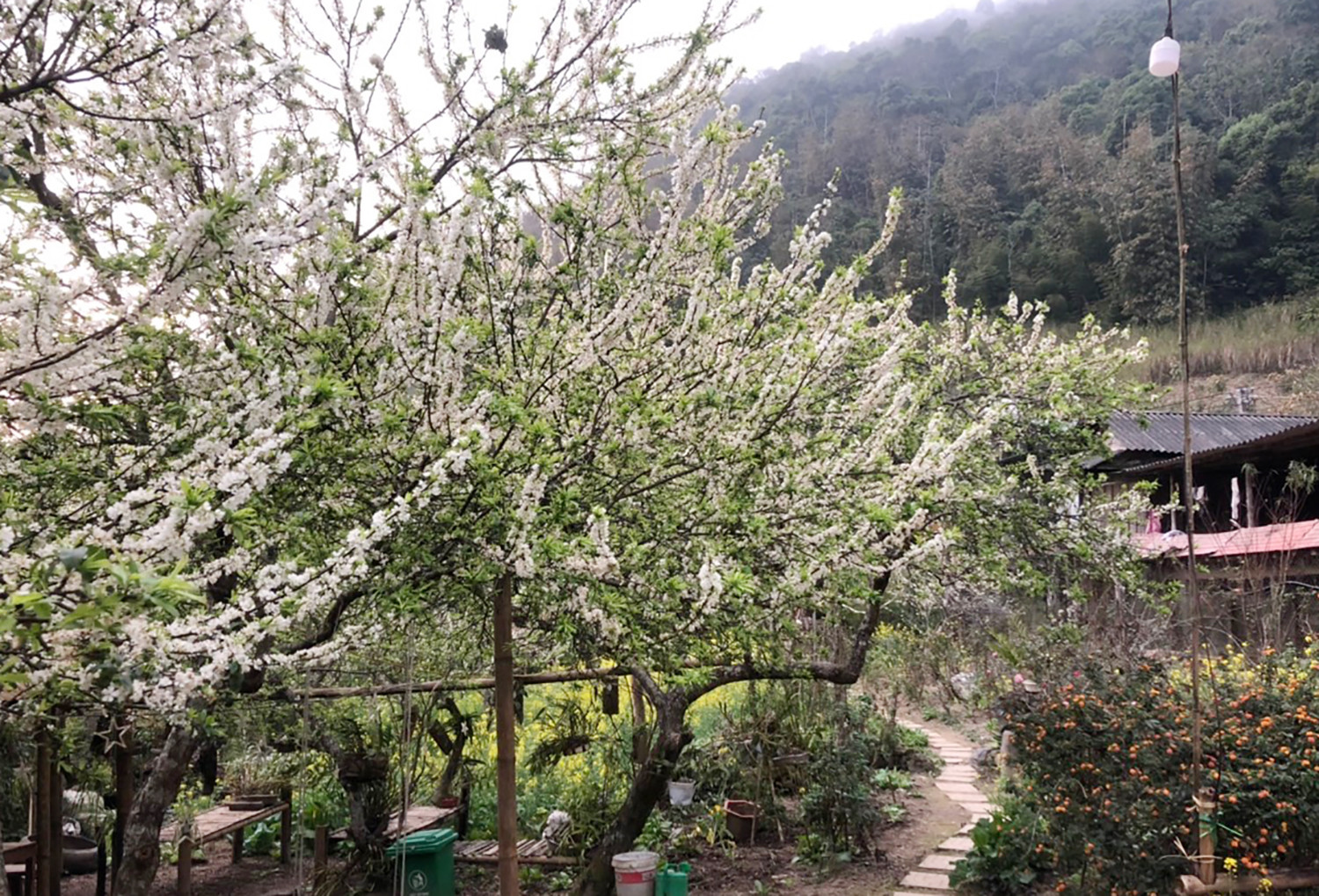 Mùa hoa mận nở trắng cổng trời Mường Lống, cảnh đẹp như 'tiểu Sa Pa ở Nghệ An' - 8