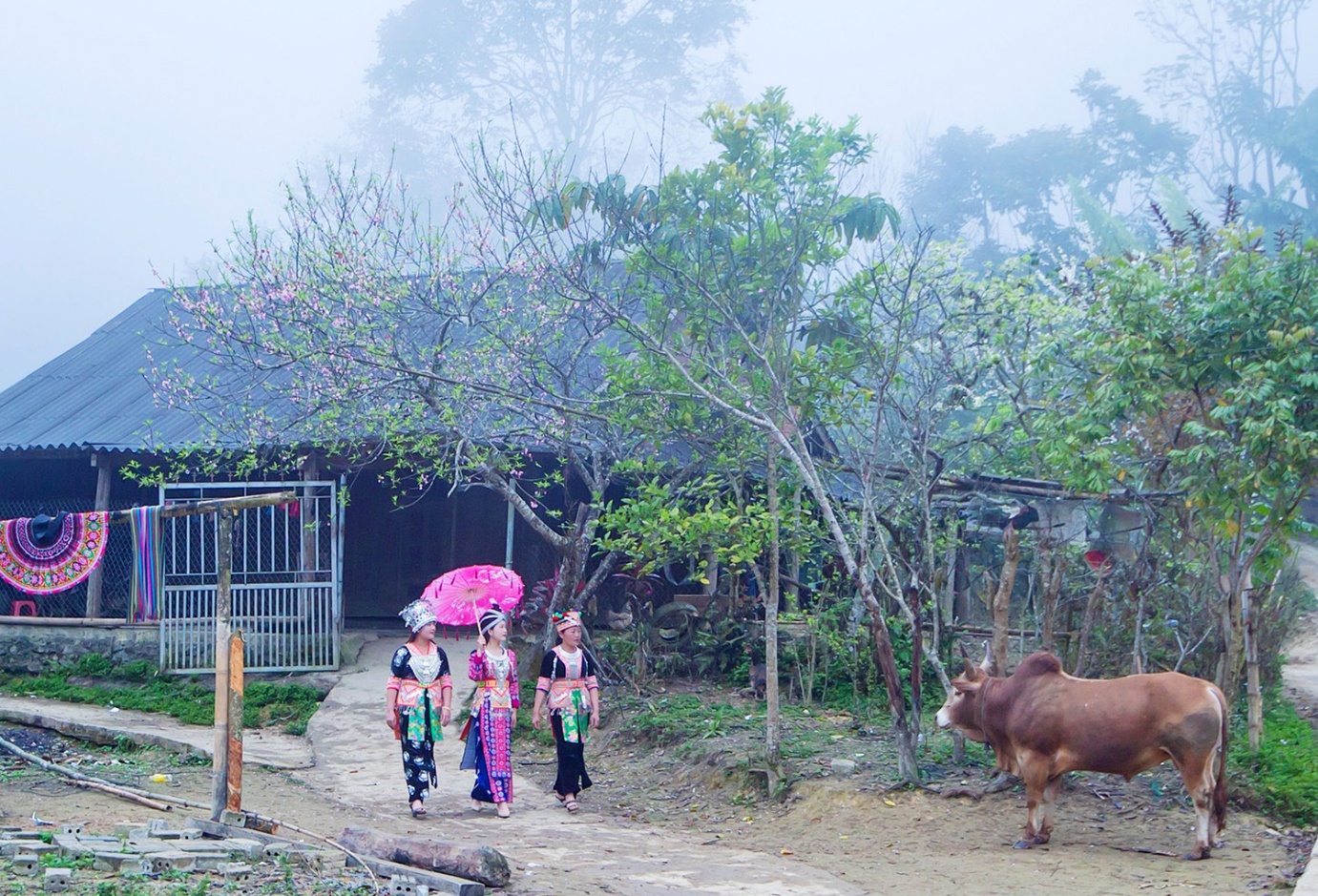 Mùa hoa mận nở trắng cổng trời Mường Lống, cảnh đẹp như 'tiểu Sa Pa ở Nghệ An' - 9