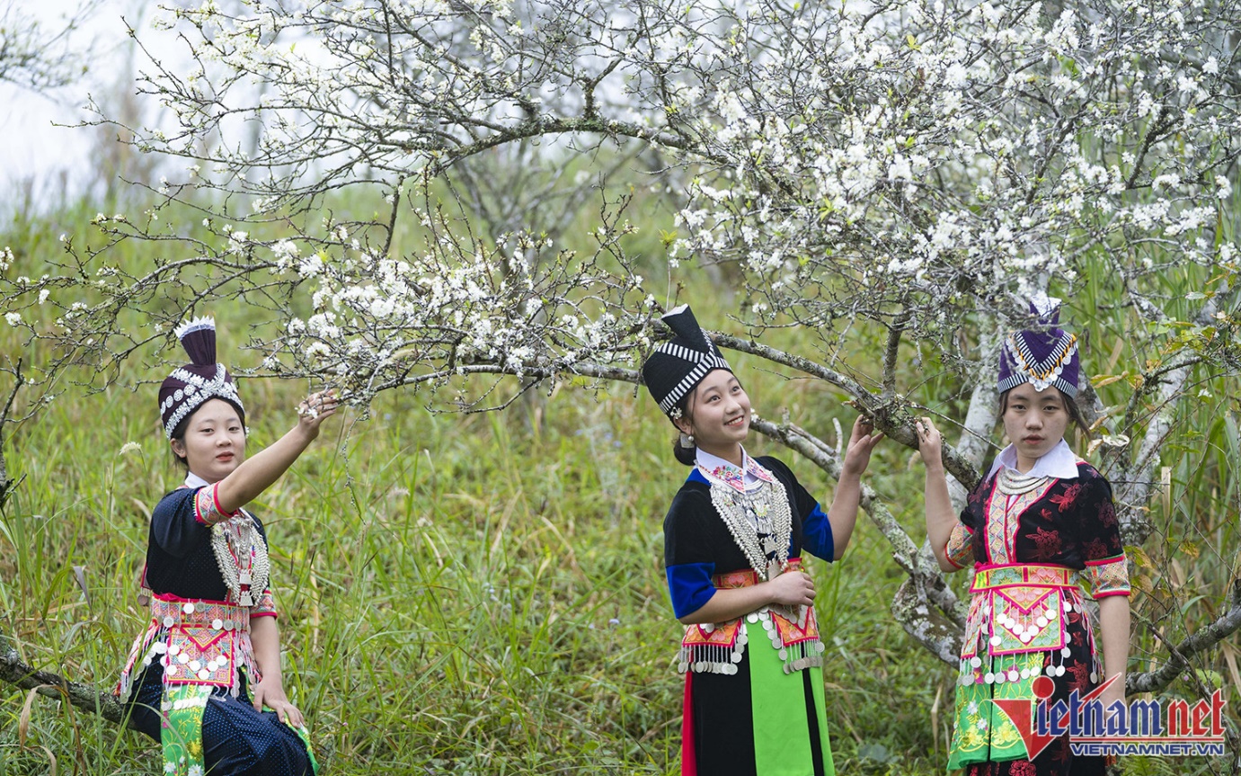 Mùa hoa mận nở trắng cổng trời Mường Lống, cảnh đẹp như 'tiểu Sa Pa ở Nghệ An' - 4