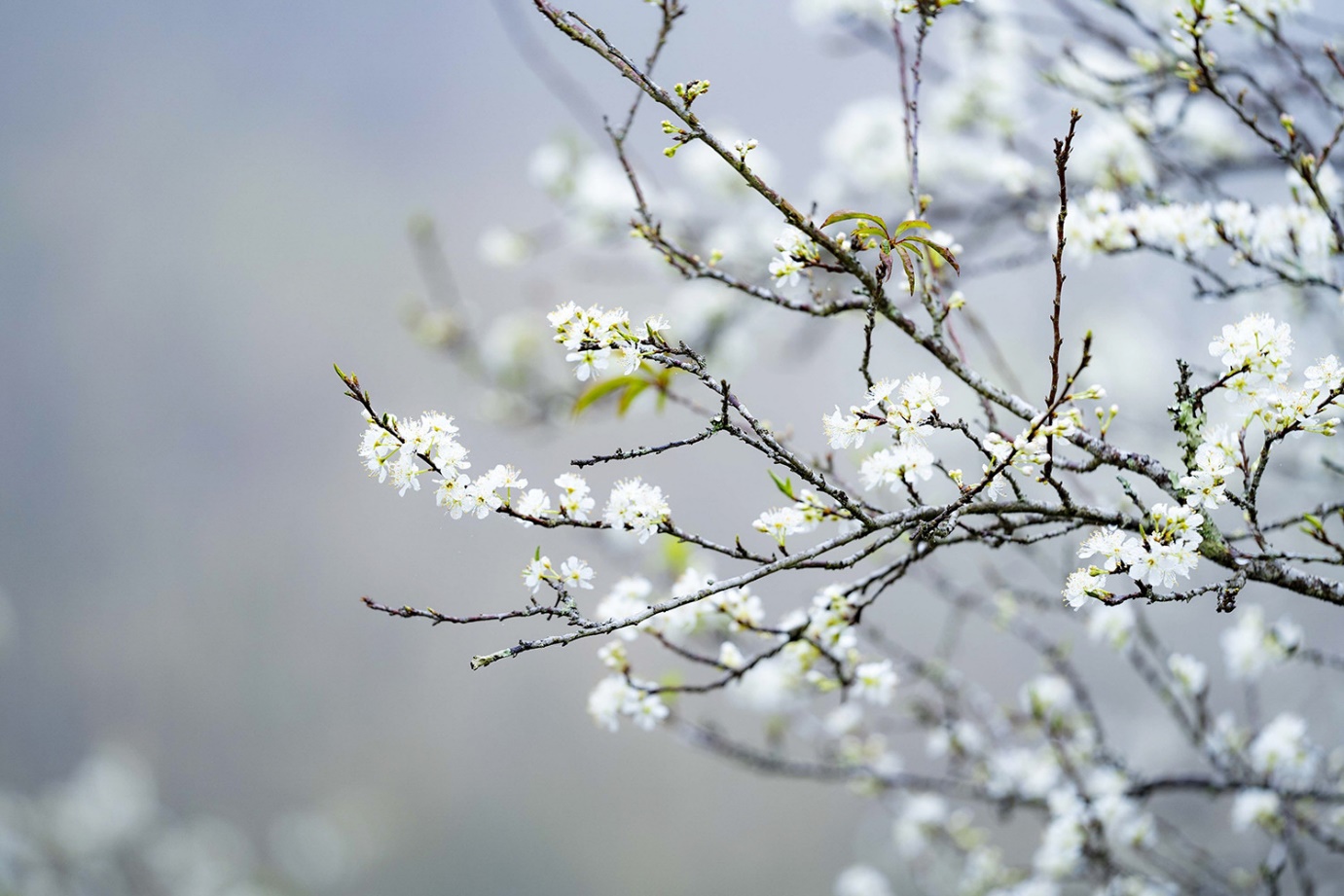 Mùa hoa mận nở trắng cổng trời Mường Lống, cảnh đẹp như 'tiểu Sa Pa ở Nghệ An' - 5