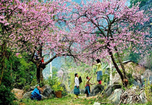 5 địa danh tuyệt đẹp ở Việt Nam vào mùa xuân: Hãy xách balo lên và đi để không bỏ lỡ! - 1