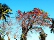 Phố vào mùa lá đỏ