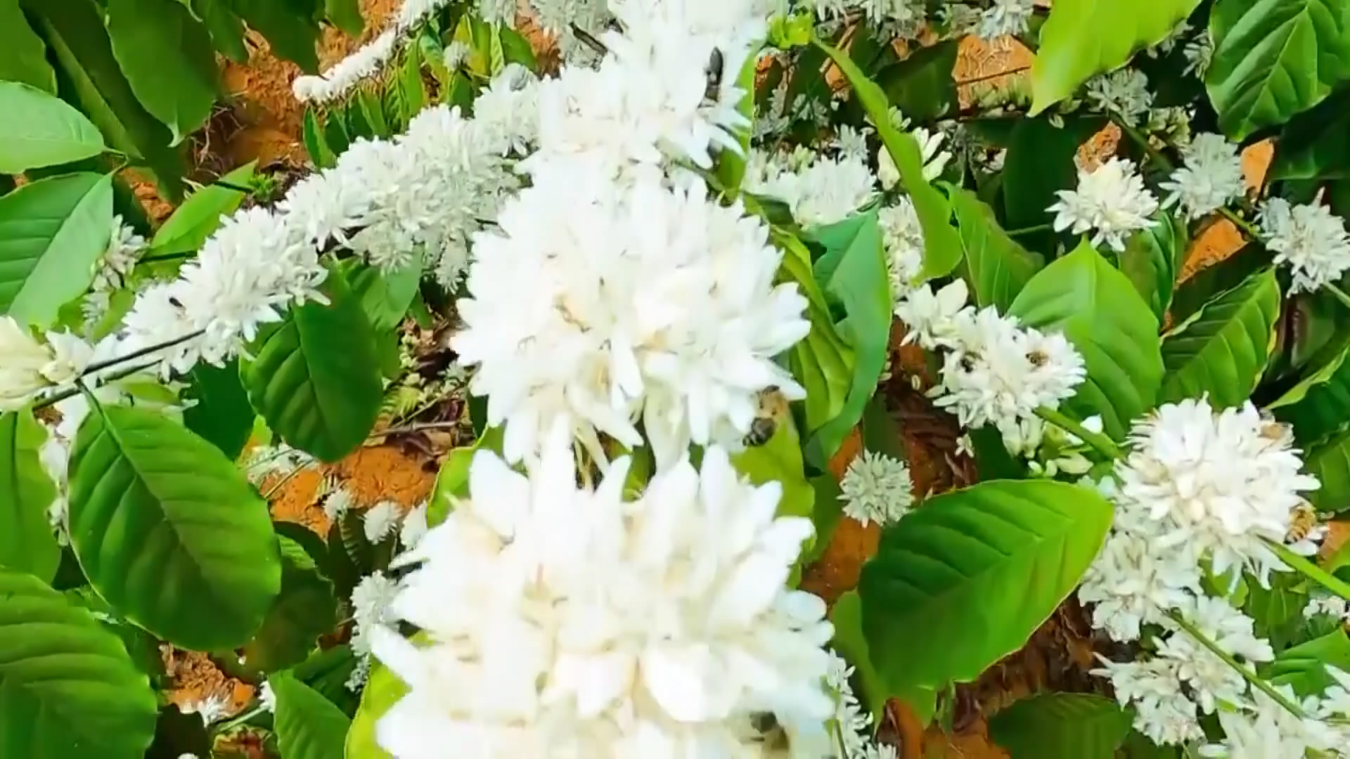 Hoa 'Tuyết trắng' bung nở trắng núi đồi Tây Nguyên - 2