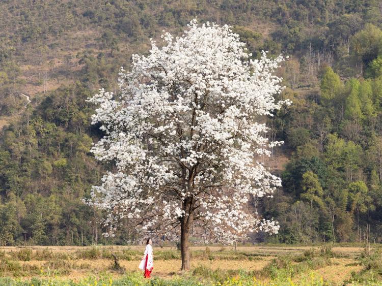 Ngắm sắc trắng hoa lê mộng mơ giữa thung lũng Xuân Trường