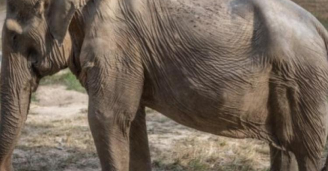 ช้างพิการกระดูกสันหลังคด หลังให้บริการนักท่องเที่ยวมา 25 ปี