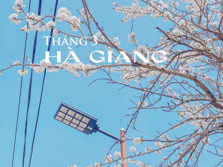 Tháng 3 về, đến Hà Giang xem 'cao nguyên đá nở hoa'