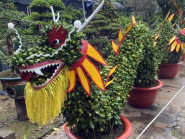 Cây cảnh linh vật rồng chuẩn bị bán Tết