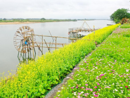 Du khảo - Mùa hoa cải rực vàng bên sông Trà Khúc phục vụ du khách dịp Tết Giáp Thìn