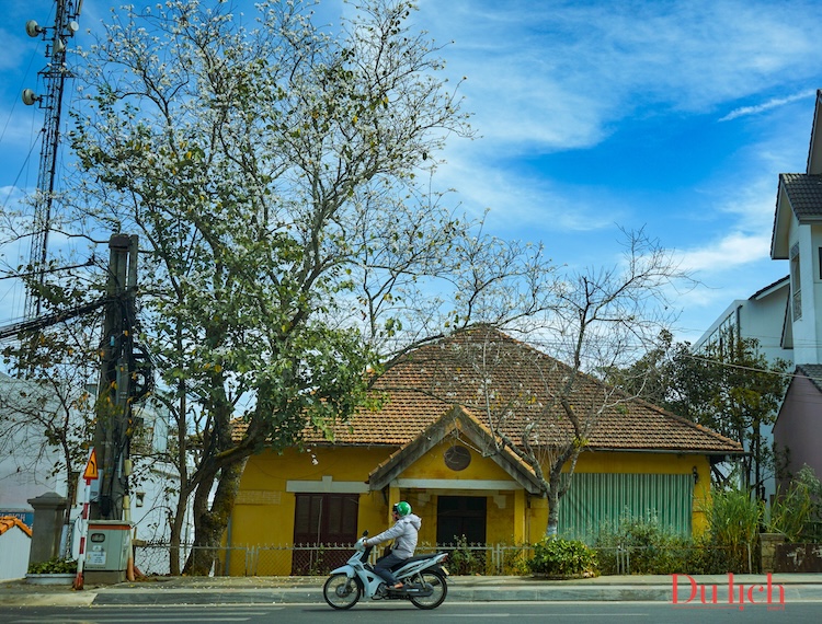 Hoa ban trắng, hoa phượng tím khoe sắc giữa phố núi Đà Lạt