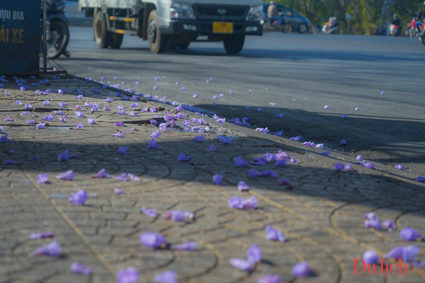 Hoa ban trắng, hoa phượng tím khoe sắc giữa phố núi Đà Lạt - 18