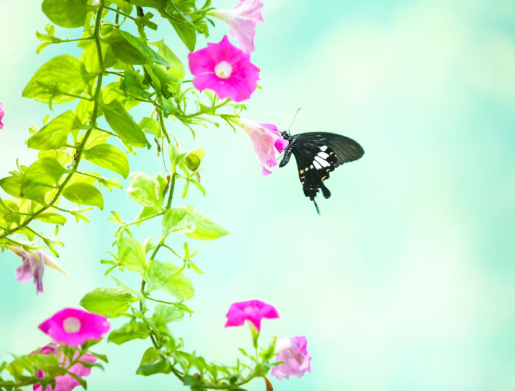 Tết Giáp Thìn, check-in vườn bướm quý hiếm ở Thảo Cầm Viên