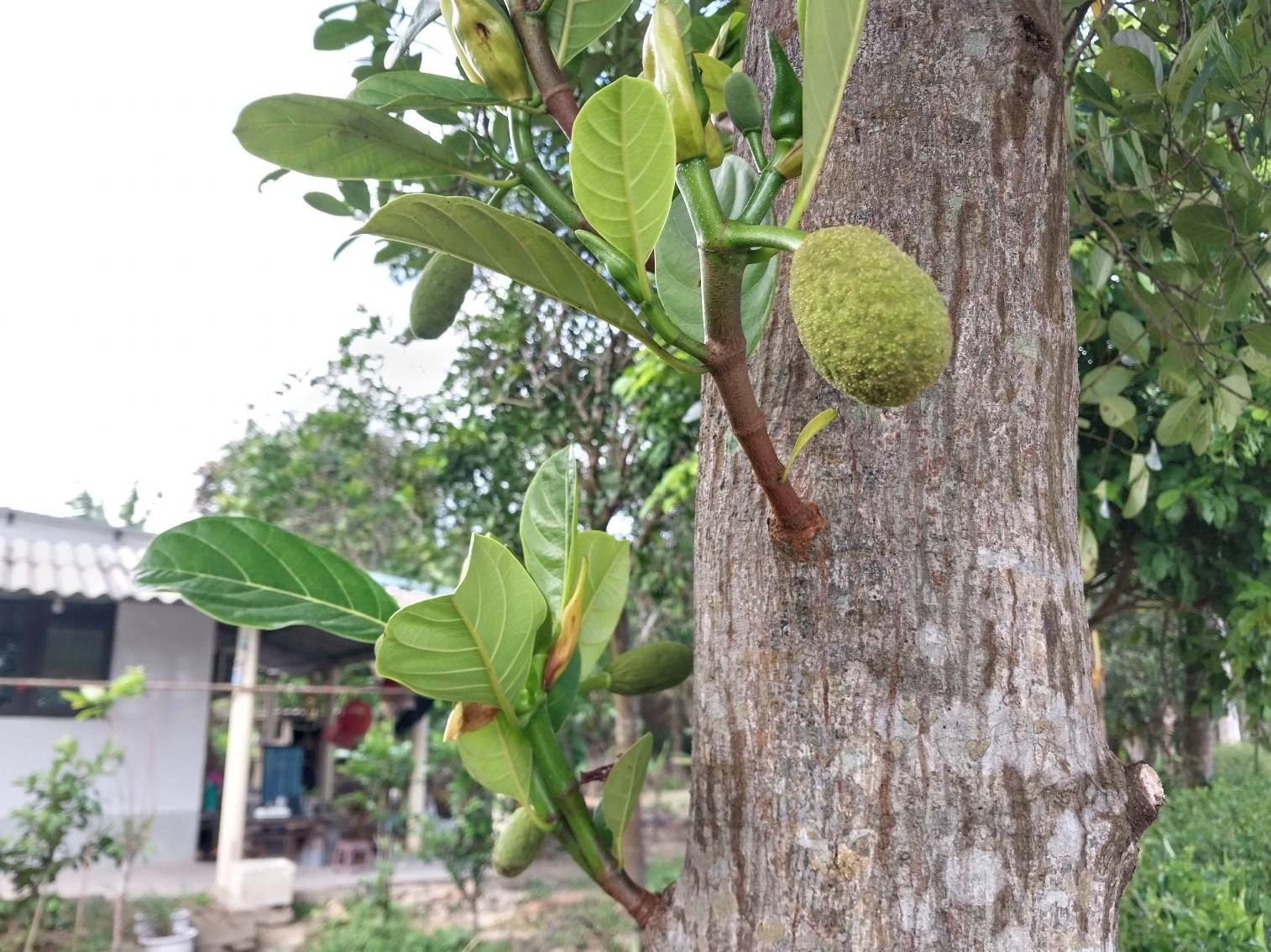 Bình yên ở ngôi làng cổ bên dòng sông Ô Lâu - 18