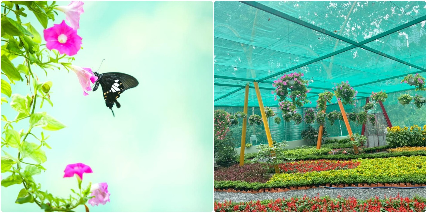 Tết Giáp Thìn, check-in vườn bướm quý hiếm ở Thảo Cầm Viên - 6