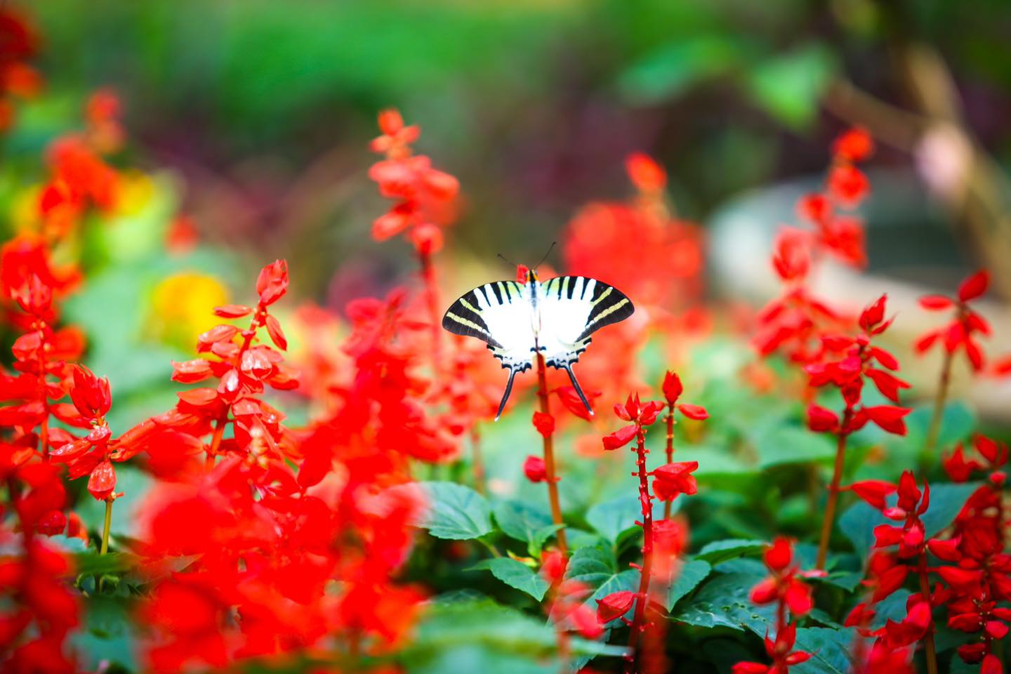 Tết Giáp Thìn, check-in vườn bướm quý hiếm ở Thảo Cầm Viên - 2