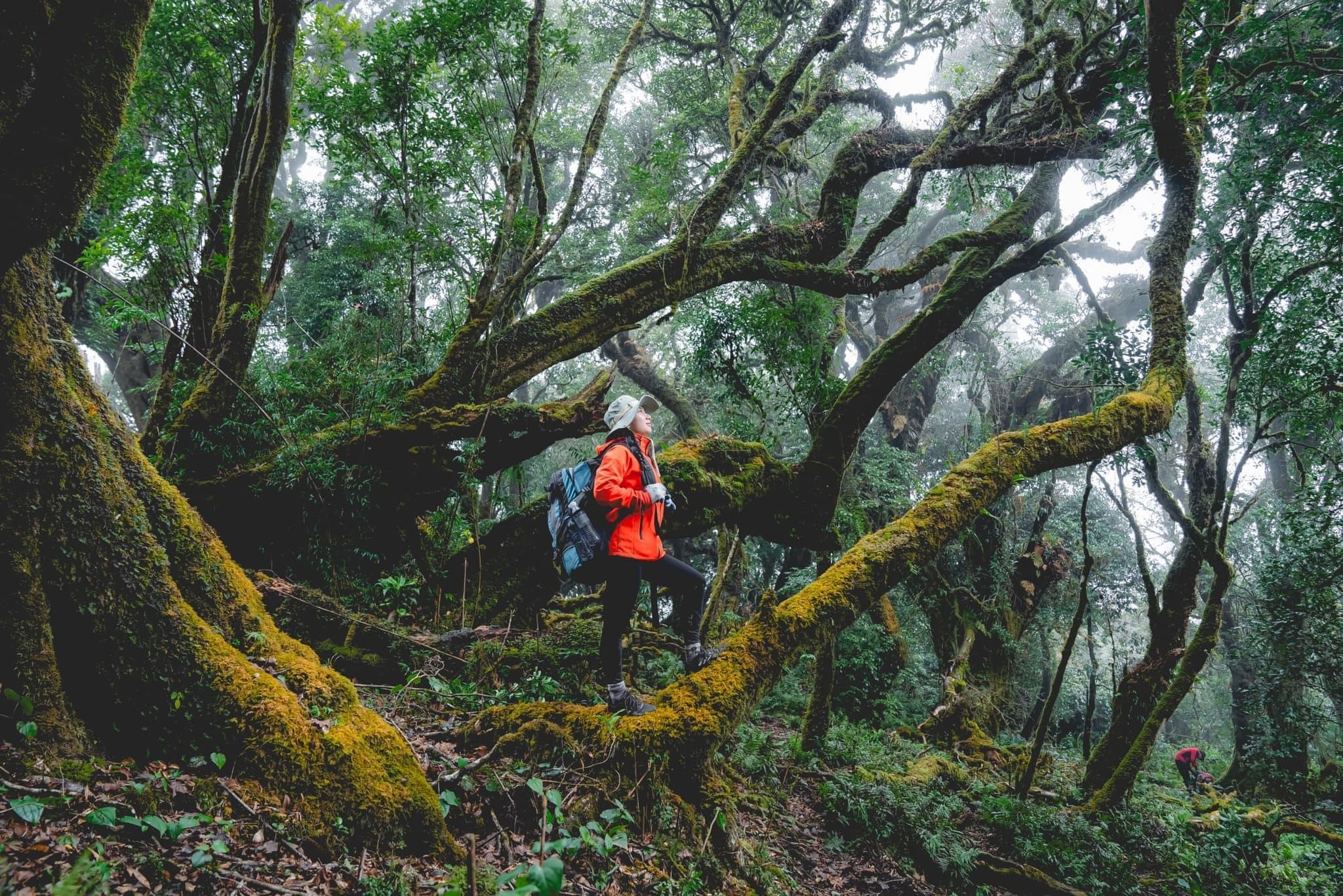 Trekking rừng rêu đẹp ma mị như trong phim Avatar - 10