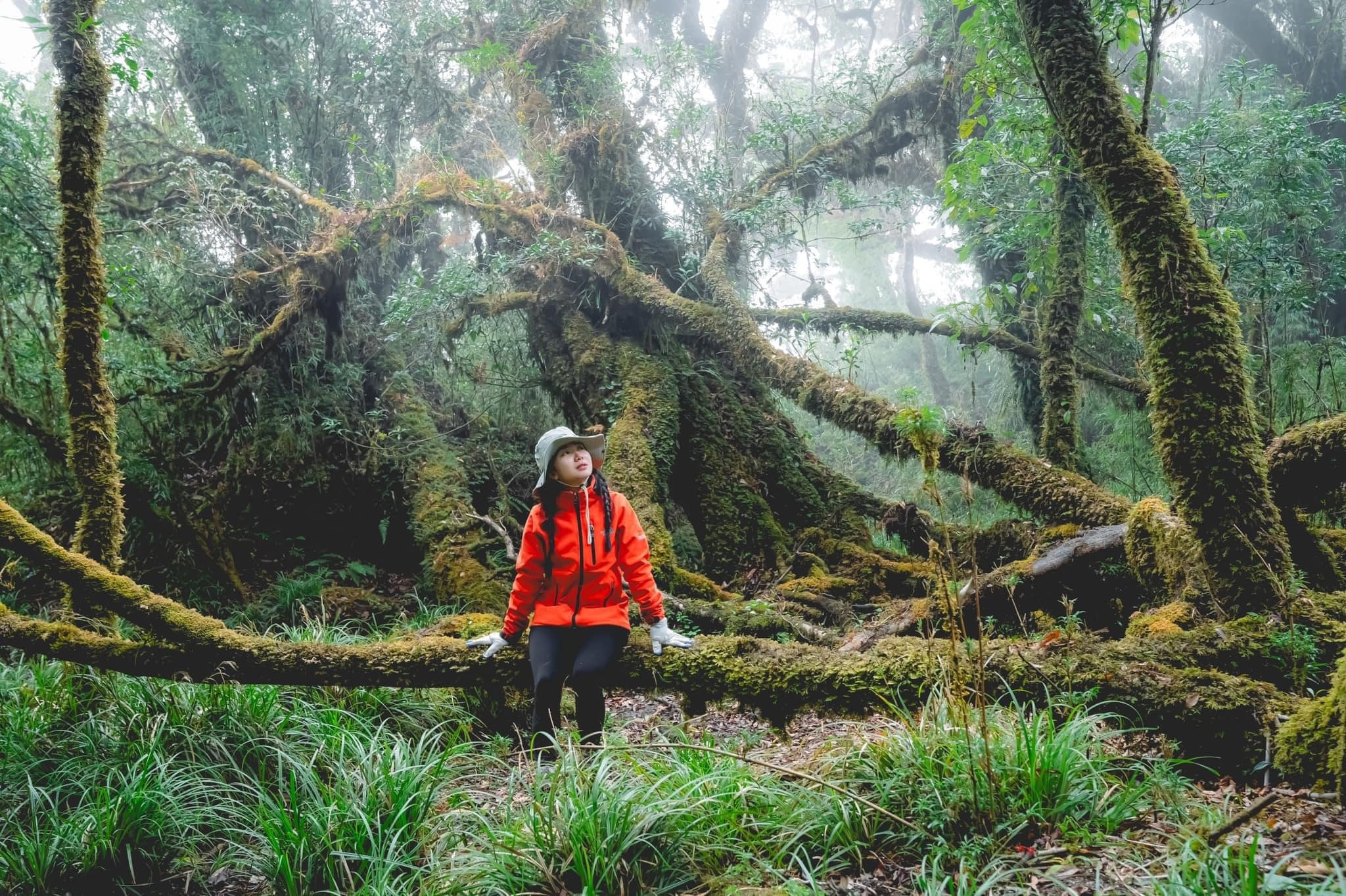 Trekking rừng rêu đẹp ma mị như trong phim Avatar - 9