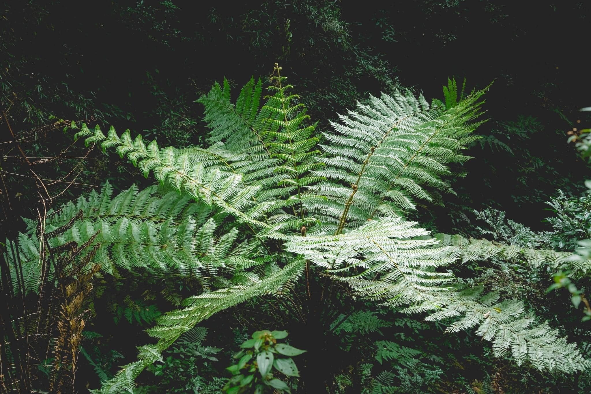 Trekking rừng rêu đẹp ma mị như trong phim Avatar - 4