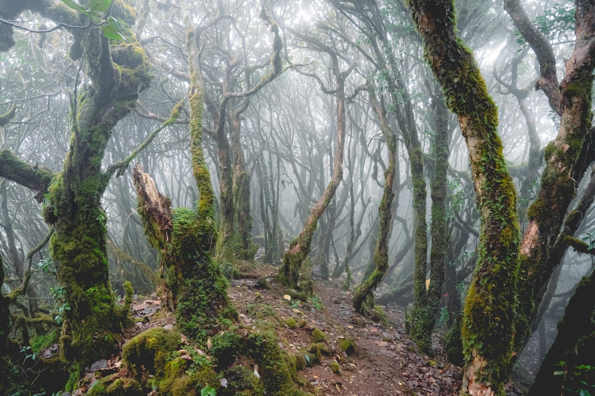 Trekking rừng rêu đẹp ma mị như trong phim Avatar - 1