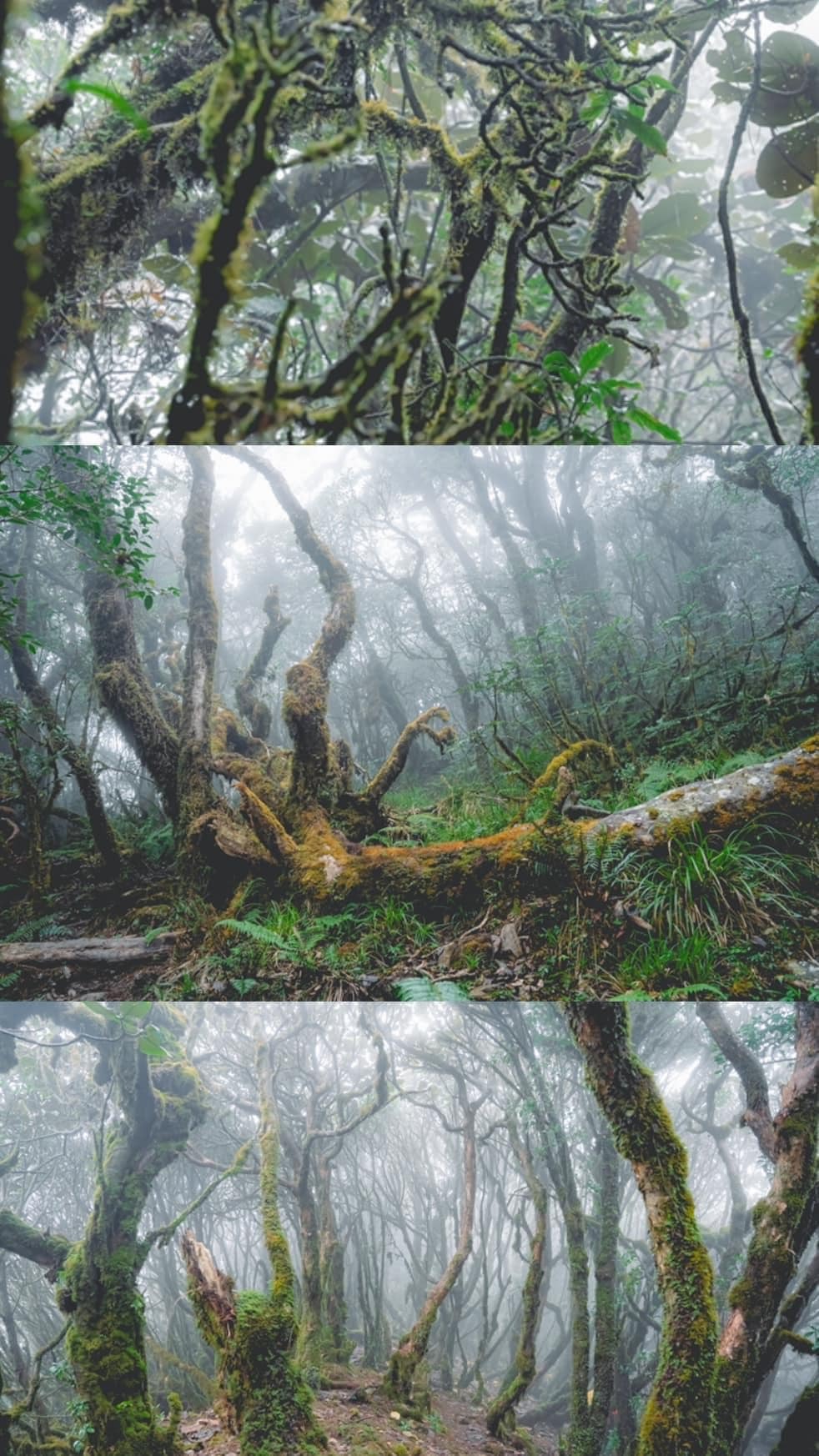 Trekking rừng rêu đẹp ma mị như trong phim Avatar - 7