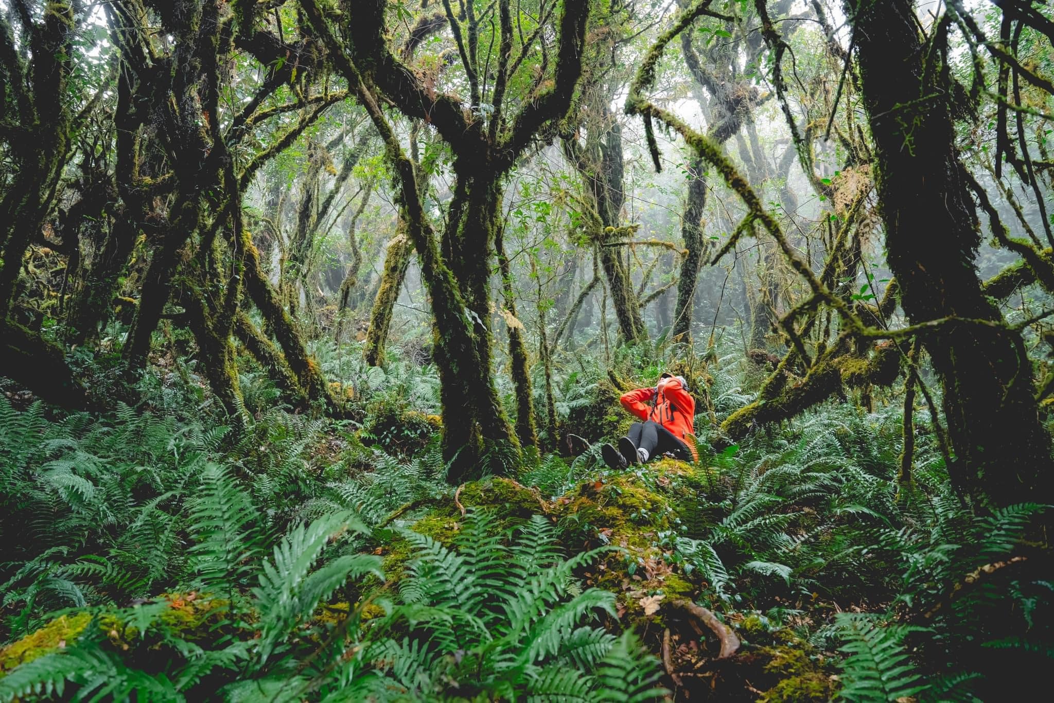 Trekking rừng rêu đẹp ma mị như trong phim Avatar - 11