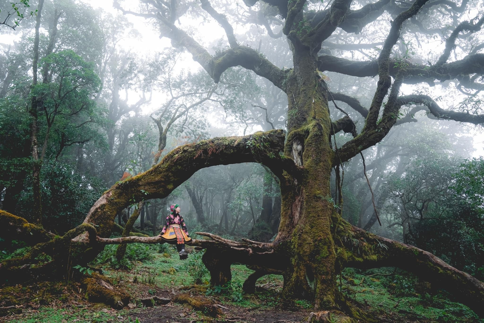 Trekking rừng rêu đẹp ma mị như trong phim Avatar - 12