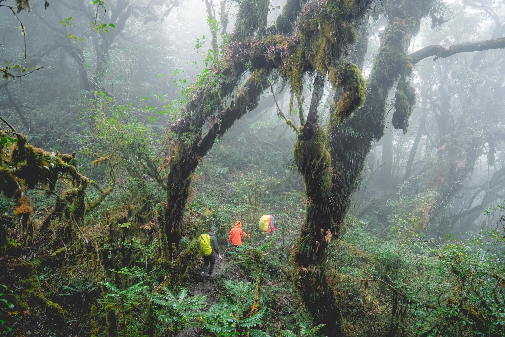 Trekking rừng rêu đẹp ma mị như trong phim Avatar - 13