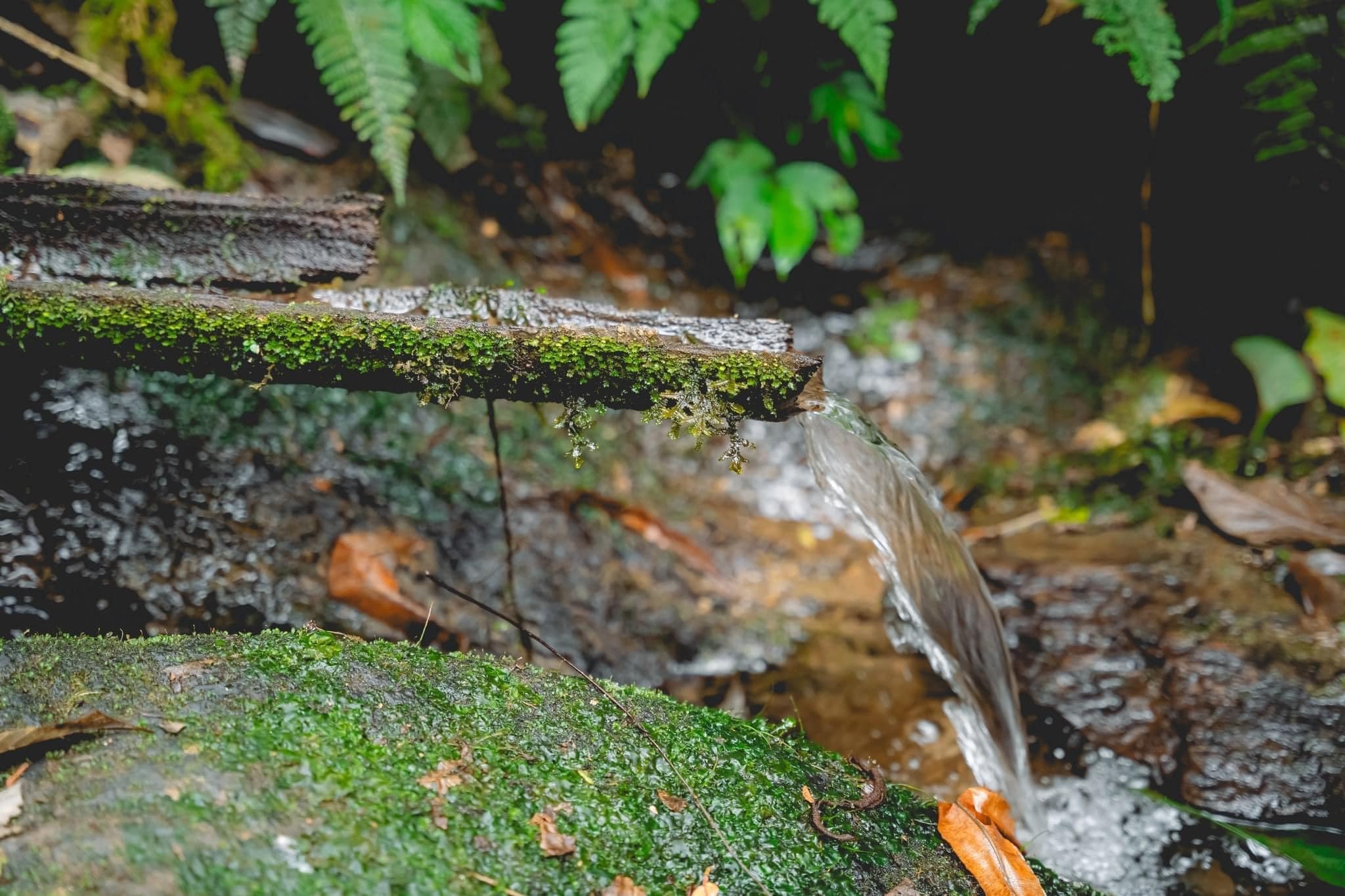 Trekking rừng rêu đẹp ma mị như trong phim Avatar - 6