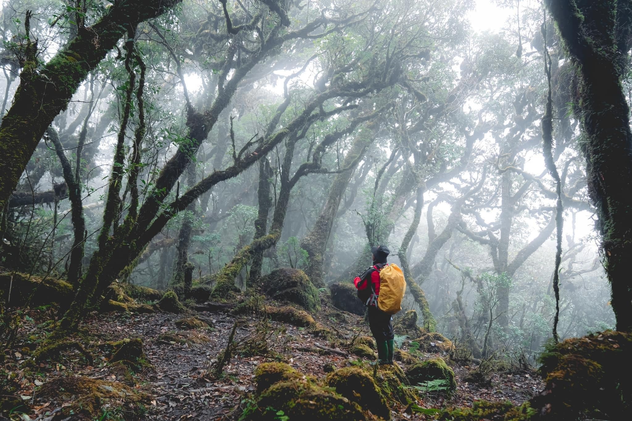 Trekking rừng rêu đẹp ma mị như trong phim Avatar - 14