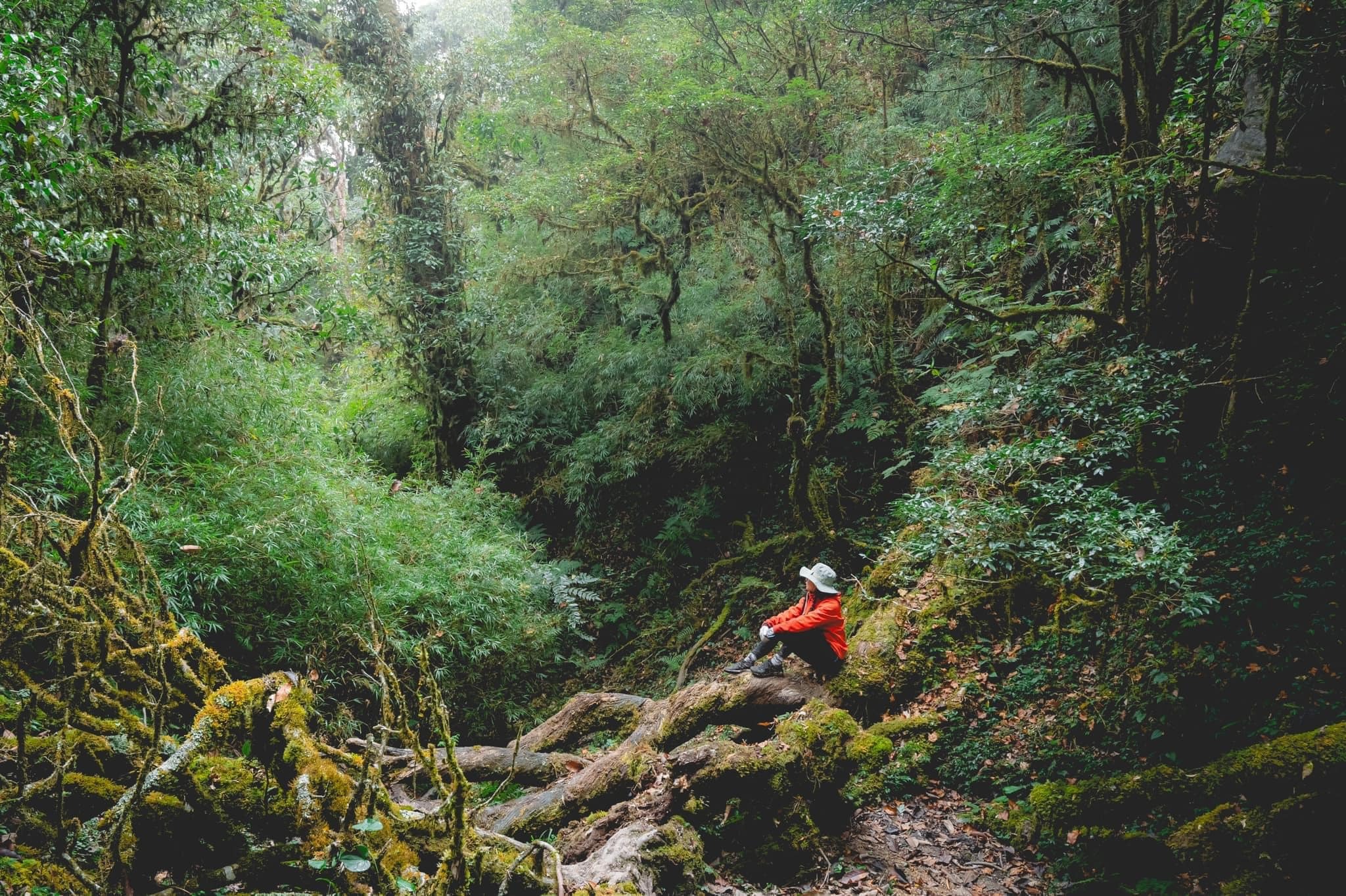 Trekking rừng rêu đẹp ma mị như trong phim Avatar - 18