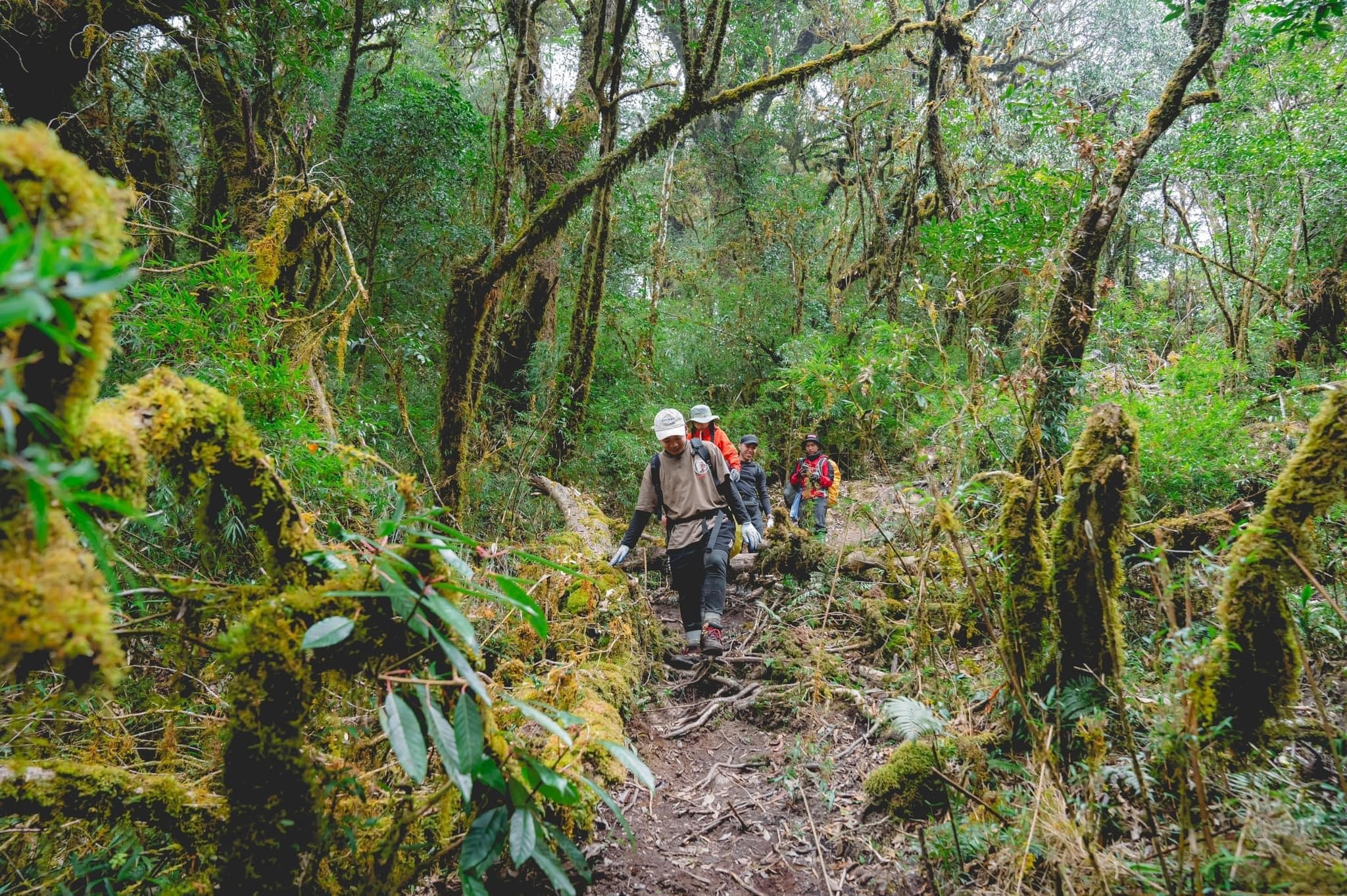 Trekking rừng rêu đẹp ma mị như trong phim Avatar - 2