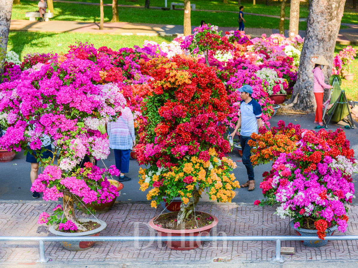 Hoa tết giảm giá sâu, chợ hoa xuân vẫn vắng khách mua - 15