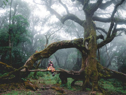 Du khảo - Trekking rừng rêu đẹp ma mị như trong phim Avatar