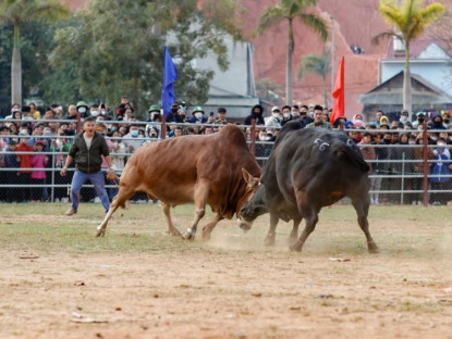 Lễ hội - Đầu năm, cả chục ngàn người đi xem đấu bò