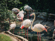 160 năm rực rỡ của Thảo Cầm Viên Sài Gòn