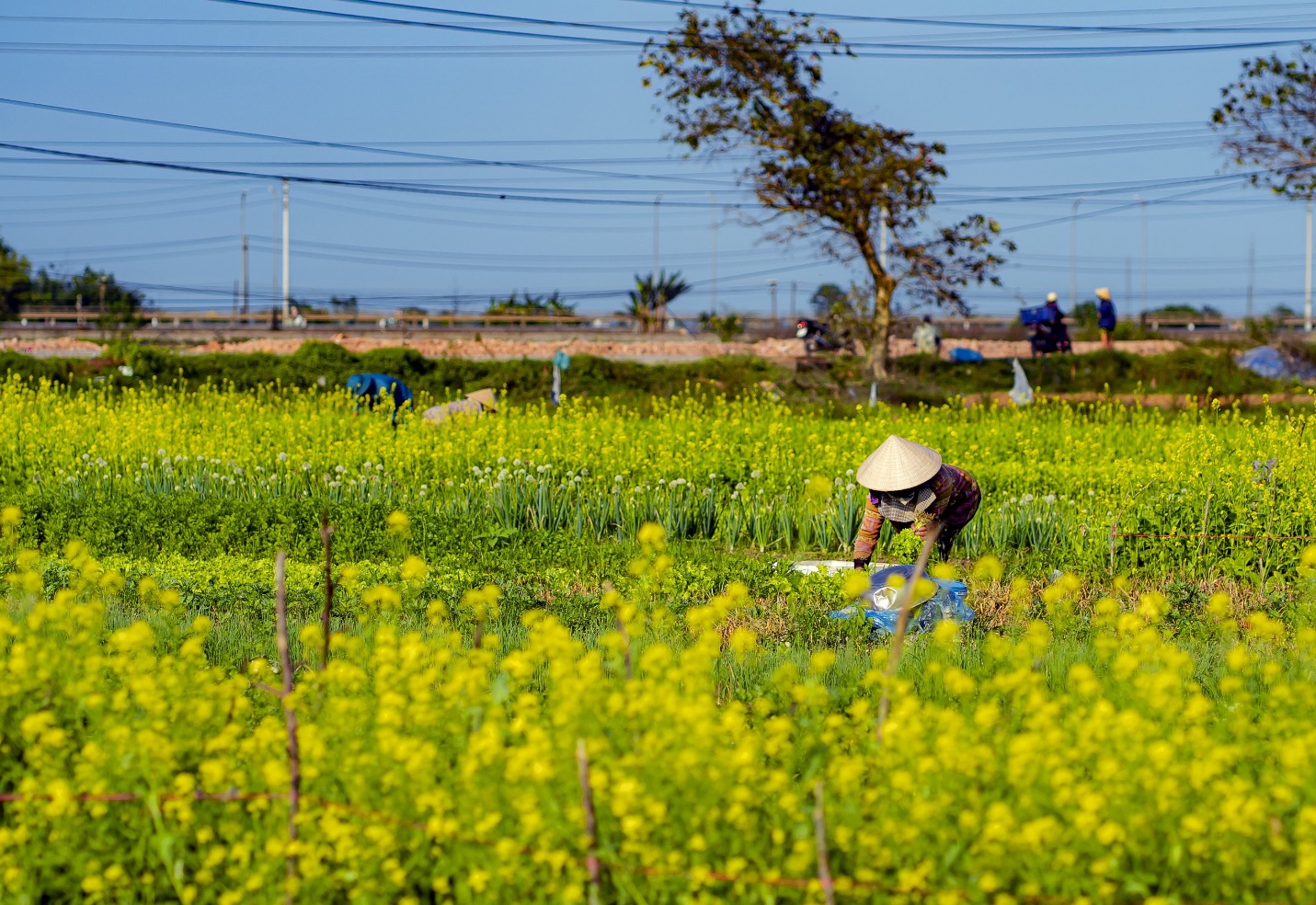Mùa hoa cải vàng rực ở ngôi làng bình yên xứ Huế - 5