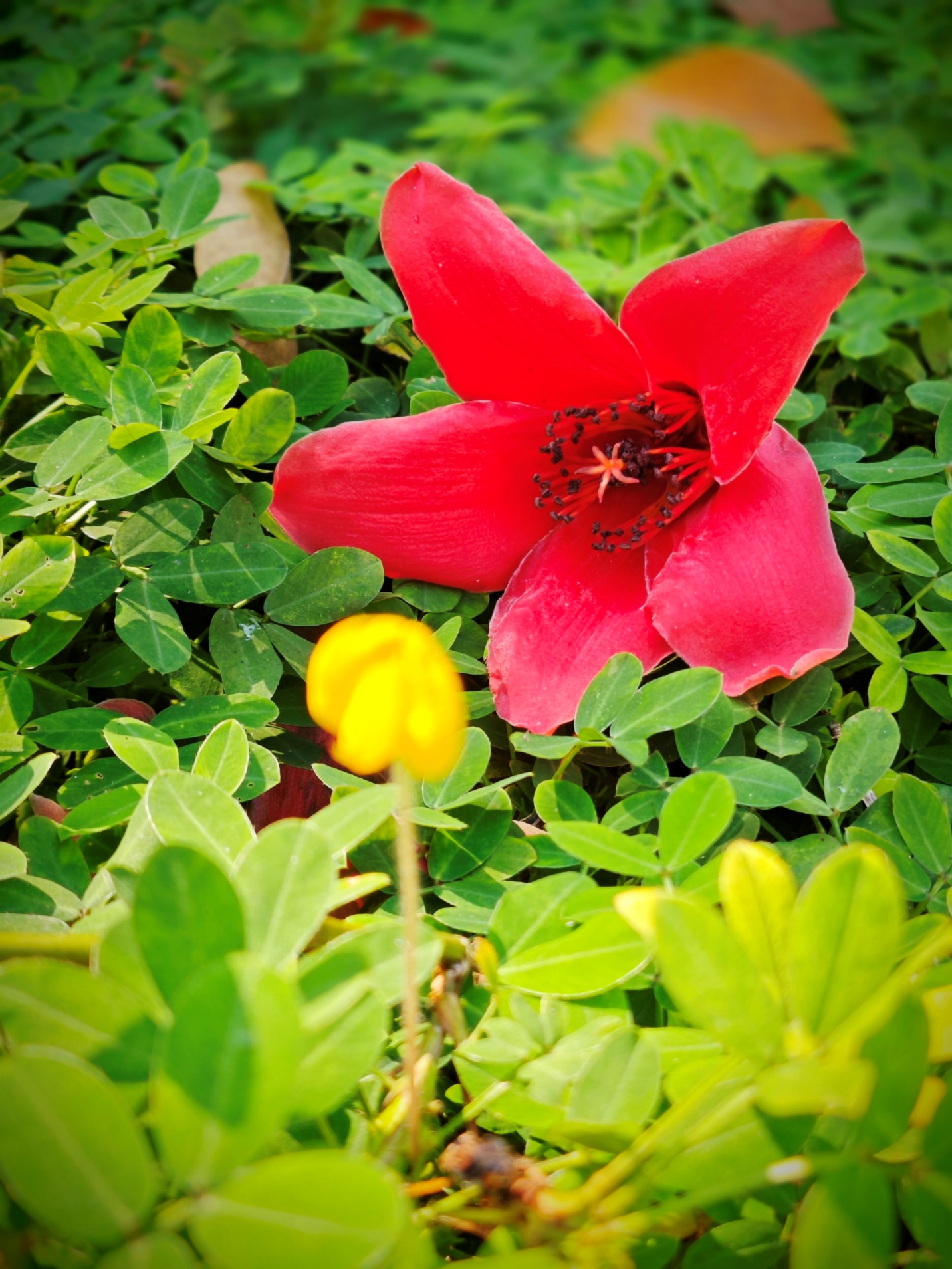 Hoa gạo bung nở đỏ rực trên đất trời xứ Huế - 8