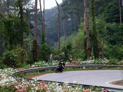 Chuyển động - Vĩnh Phúc tràn ngập sắc hoa đỗ quyên