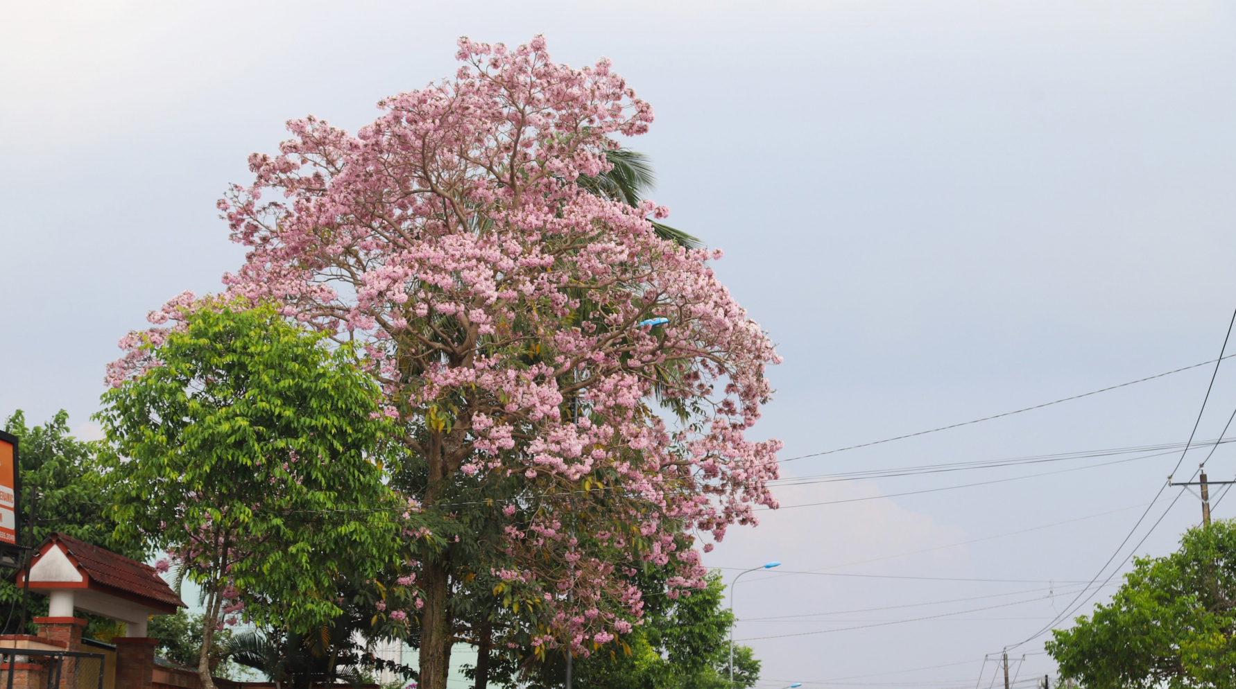 Lâm Đồng rực rỡ mùa hoa - 2