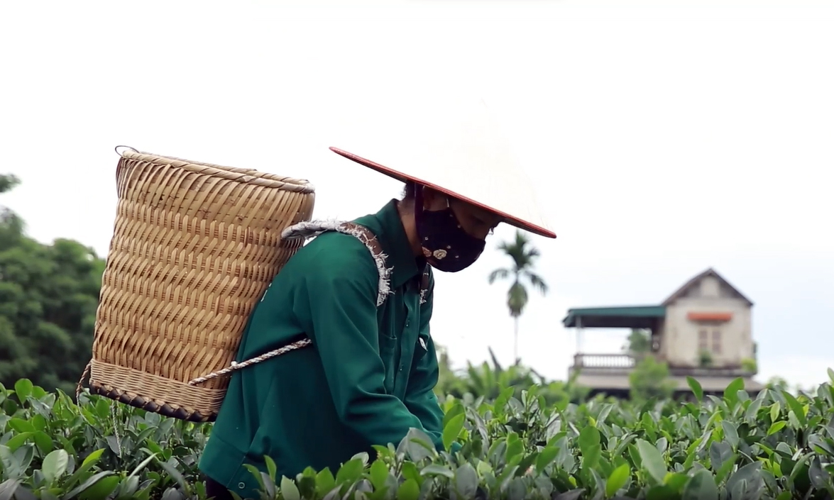 Loại trà tỷ phú Mỹ Bill Gates khen ngon khi du lịch Việt Nam - 4