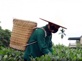  - Loại trà tỷ phú Mỹ Bill Gates khen ngon khi du lịch Việt Nam