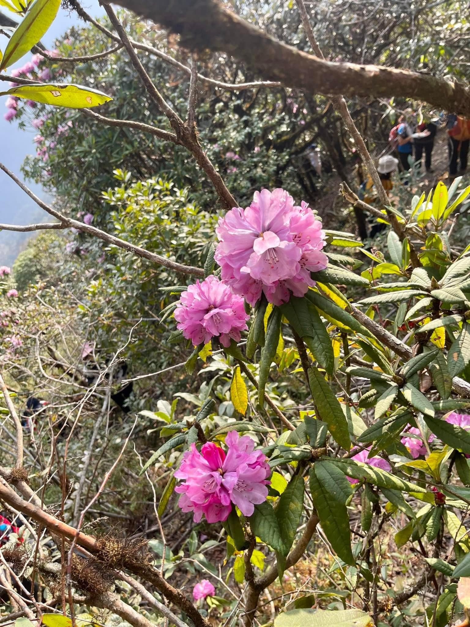 Thử thách ý chí ở đỉnh Tà Chì Nhù vào mùa hoa sơn tra khoe sắc - 14