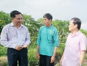 Chủ tịch tỉnh Sóc Trăng kiểm tra xâm nhập mặn vùng lúa và cây ăn trái