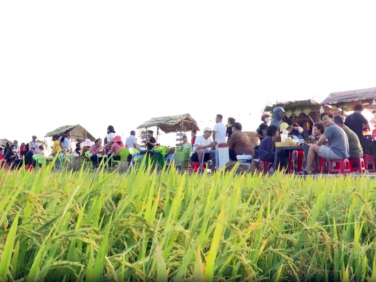 Hàng đoàn xe ô tô chen nhau vào giữa ruộng, thưởng thức ẩm thực đồng quê
